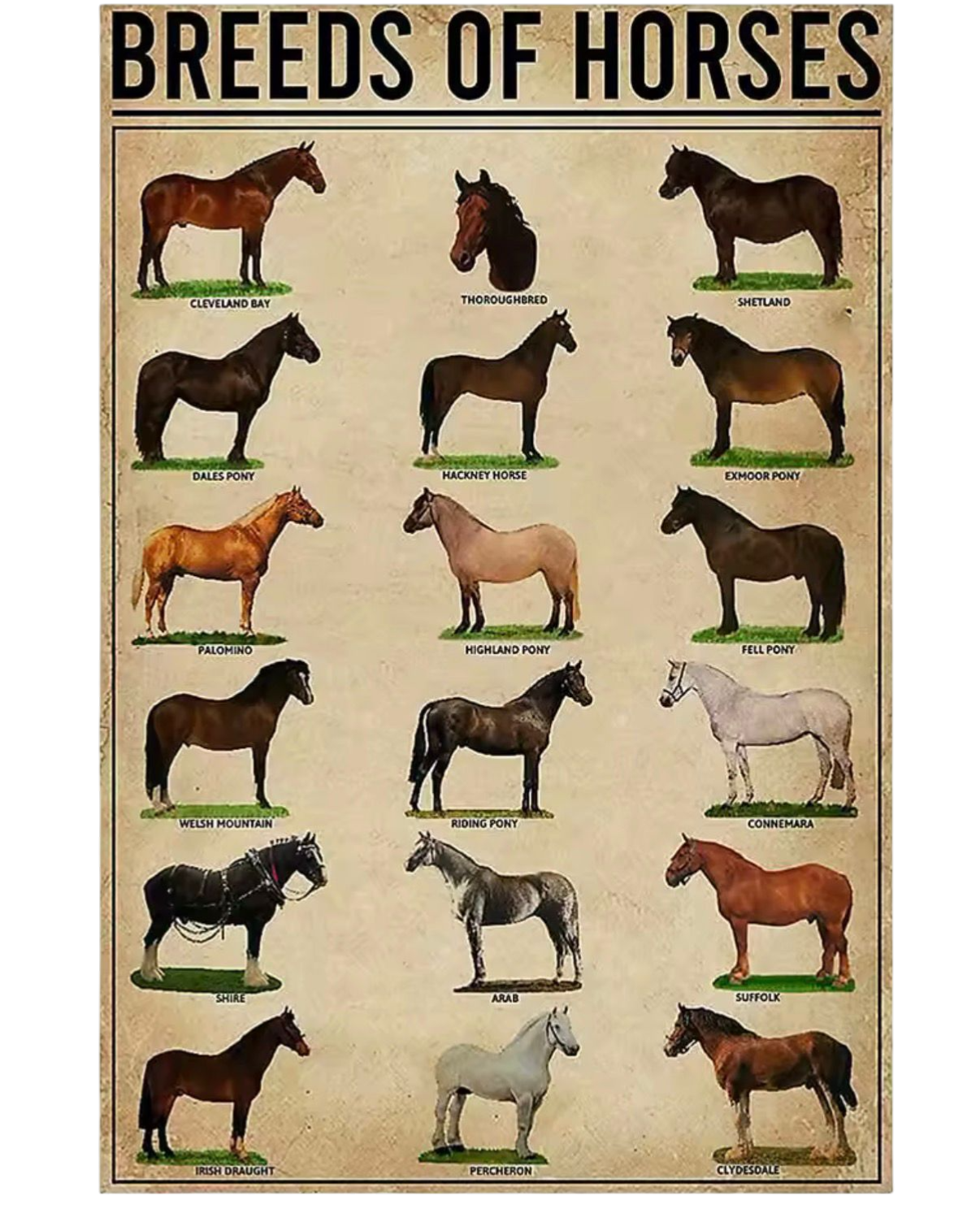 Placa Breeds Horse